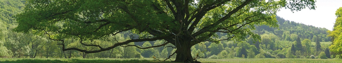 Baum
